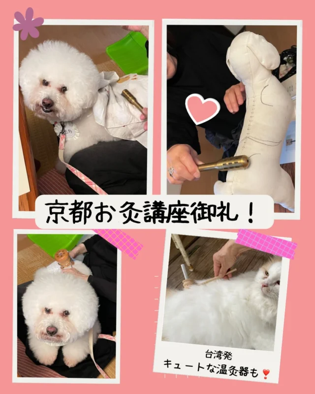 犬も猫も小豆パワーで温活！ | ペット鍼灸セラピー・滋賀ペット治療院